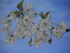 fiori di ciliegio 50x70 olio su tela giugno 05