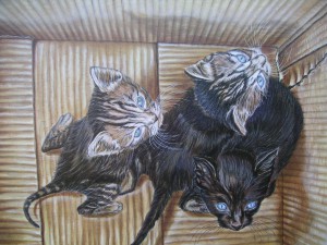 i gattini nella scatola olio su tela 50x60 giugno 06
