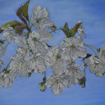 fiori di ciliegio  50x70 olio su tela  giugno 05